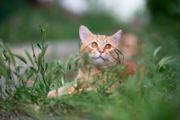 Beautiful young red tabby cat lying in the grass, summer nature outdoor