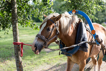 Brown horse harnessed to a cart