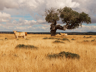 Una vaca mira a cámara junto a un viejo árbol de encina en un paisaje de dehesa en Salamanca (España).