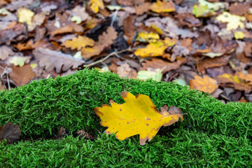 Yellow leaf on green moss in the forest