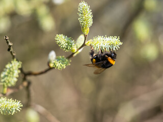 bumble-bee feeding on catkin in spring
