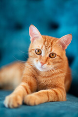 Beautiful young red tabby cat lying on blue chair at home