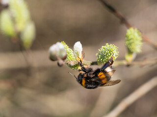 bumble-bee feeding on catkin in spring