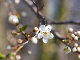 White flower of tree blooming in spring