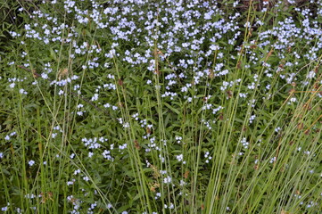 Obraz premium The beautiful flowers, forests and landscapes of the Danish country side on the mainland Jutland (Jylland), Denmark