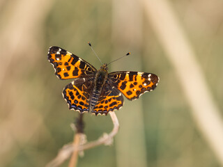 Map butterfly (Araschina levana) resting on dry plant