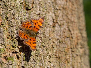 Comma butterfly (Polygonia c-album) resting on tree trunk