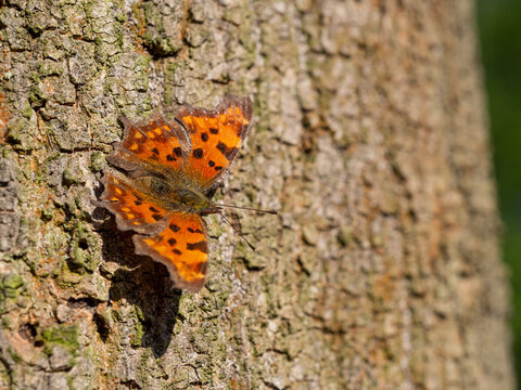 Comma butterfly (Polygonia c-album) resting on tree trunk - Powered by Adobe