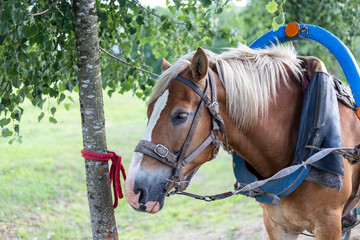 Brown horse harnessed to a cart