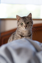 じっと見る猫　サバトラ猫