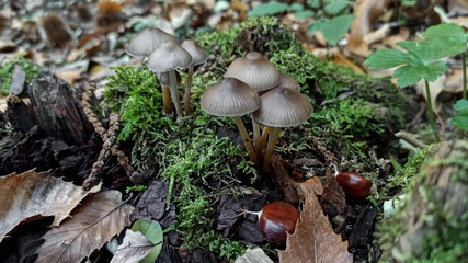 Macro photo of mushrooms on rotten wood in the woods with moss and dry leaves