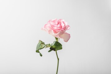 pink rose on a white background