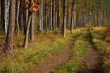 Leśna droga