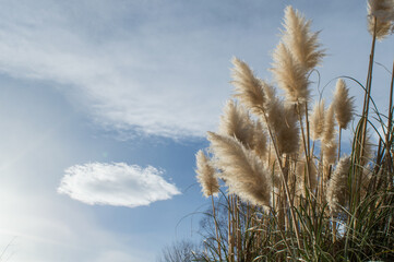 Plumeaux, herbe de la pampa sur un fond de ciel bleu