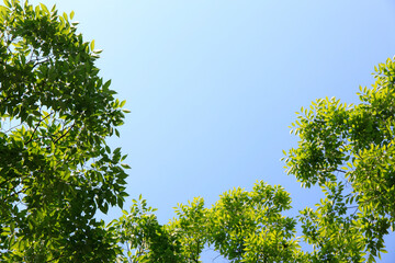 新緑と青空