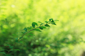 新緑の葉