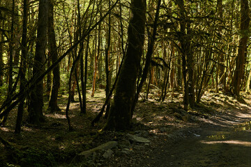 dead boxwood forest due to box tree moth infestation in Caucasus, Russia