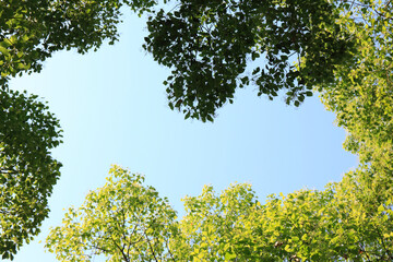 新緑と青空
