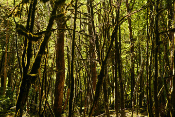 Fototapeta premium dead boxwood forest due to box tree moth infestation in Caucasus, Russia
