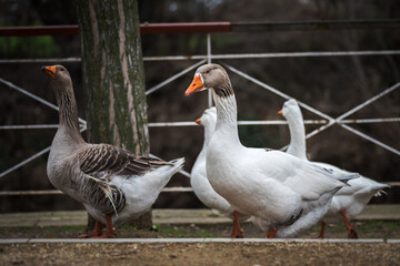 grey goose in a park in winter