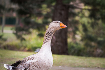 grey goose in a park in winter