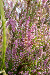 Close up of purple heather flowers 