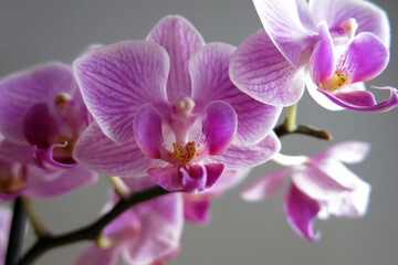 Fototapeta premium pink orchid flower