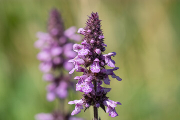 Close up of a marsh hedgenettle (stachys palustris) flower in bloom