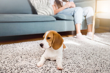 Beagle puppy lying on the carpet at home