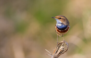 Bluethroat, Luscinia svecica. In the early morning, the bird sits on a broken branch