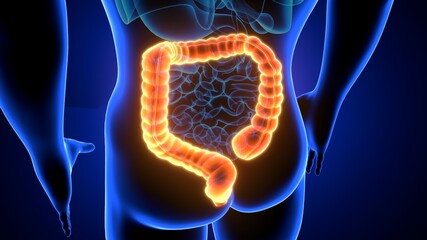 large intestine 3d illustration human digestive system