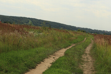 Naklejka premium summer andscape