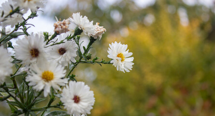 chamomile