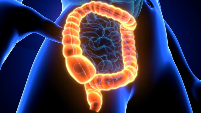 large intestine 3d illustration human digestive system
