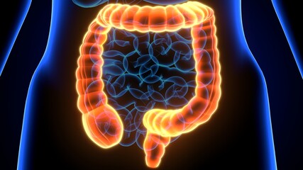 large intestine 3d illustration human digestive system