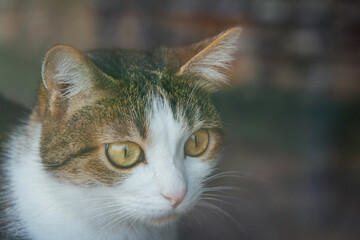 un chat en gros plan. Portrait d'un chat regardant à la fenêtre.