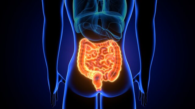 small and large Intestine 3d illustration human digestive system anatomy