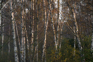 Birch tree trunks illuminated by the sunrise. Cold October morning in a forest near Warsaw, Poland. Selective focus on the trunks, blurred background.