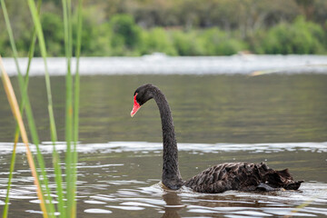 Fototapeta premium Black Swan swimming in a lake