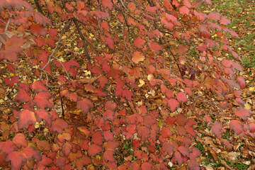 Bright red and purple foliage of Viburnum opulus in October