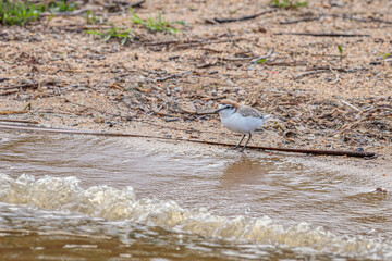 Red-capped Plover looking for food beside a lake