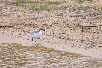 Red-capped Plover looking for food beside a lake