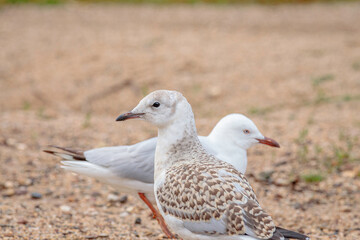 Immature Silver Gull beside a lake