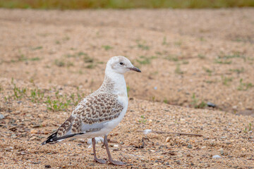 Immature Silver Gull beside a lake