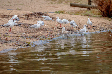 Group of Silver Gulls beside a lake