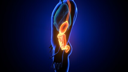 Obraz premium 3d illustration of human digestive system anatomy