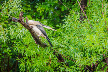 Australasian Darter in a tree