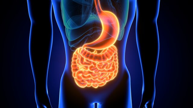 3d illustration of human digestive system anatomy