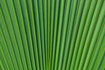 Obraz premium Palm Leaves, large palm foliage abstract nature green background. Close up view of Palm tree leaves. Tropical forest natural, green pattern