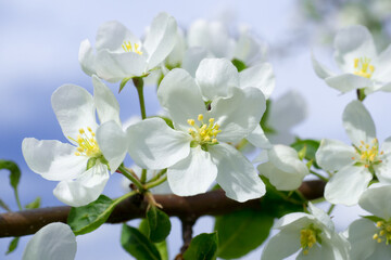 Naklejka na ściany i meble Blooming apple tree branch. White flowers close-up against a blue sky. Wallpaper.